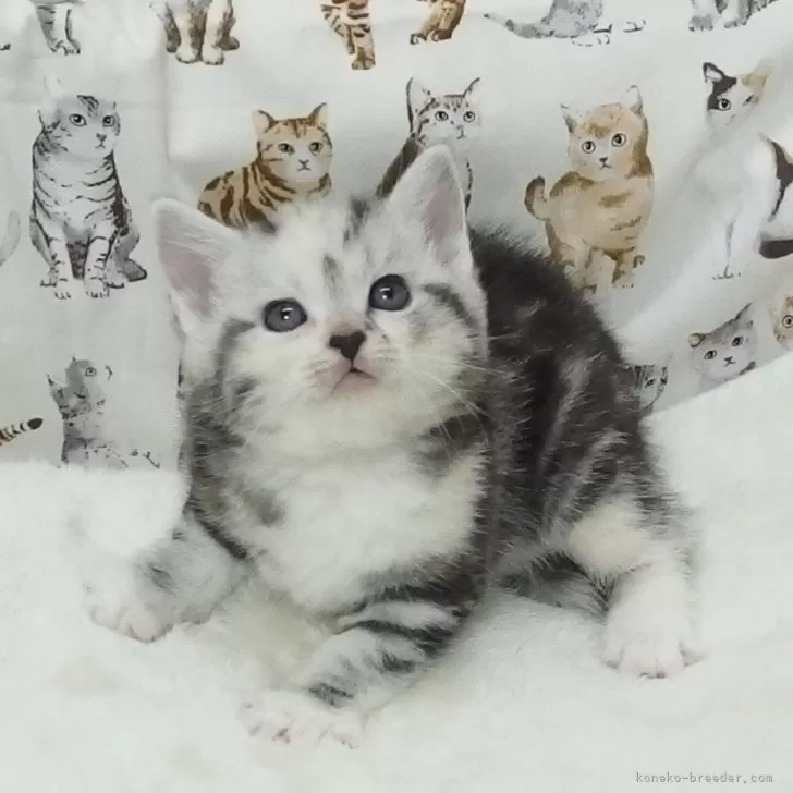 ID：2409-02029の子猫