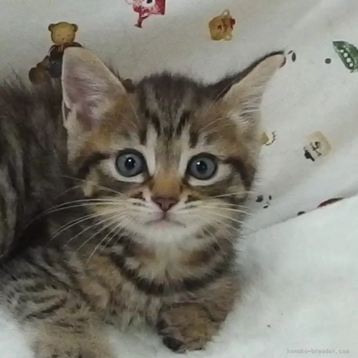 C.Ｉ 様のお迎えした子猫