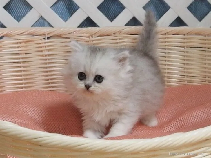 ID：1905-01236の子猫