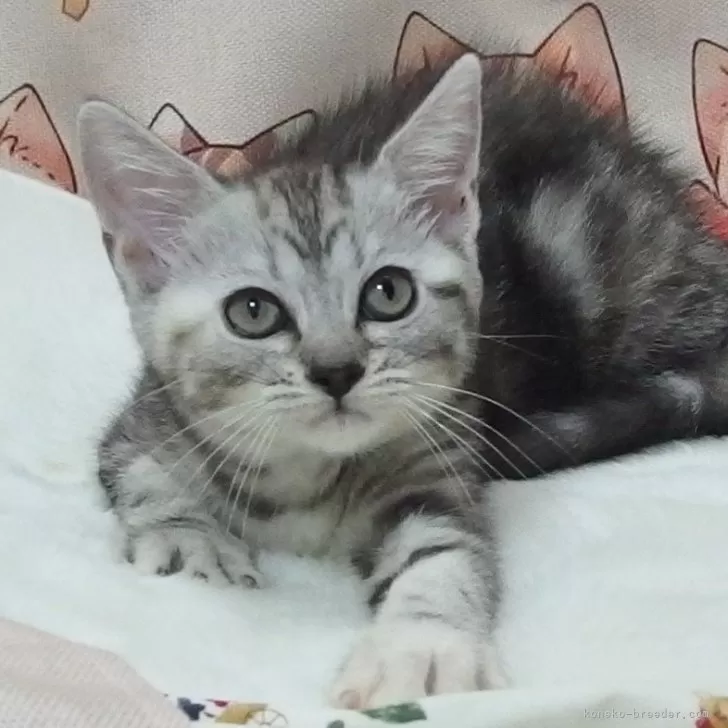 ID:2408-01490の子猫