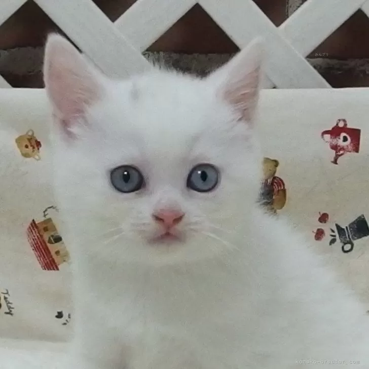 ID：2407-00368の子猫