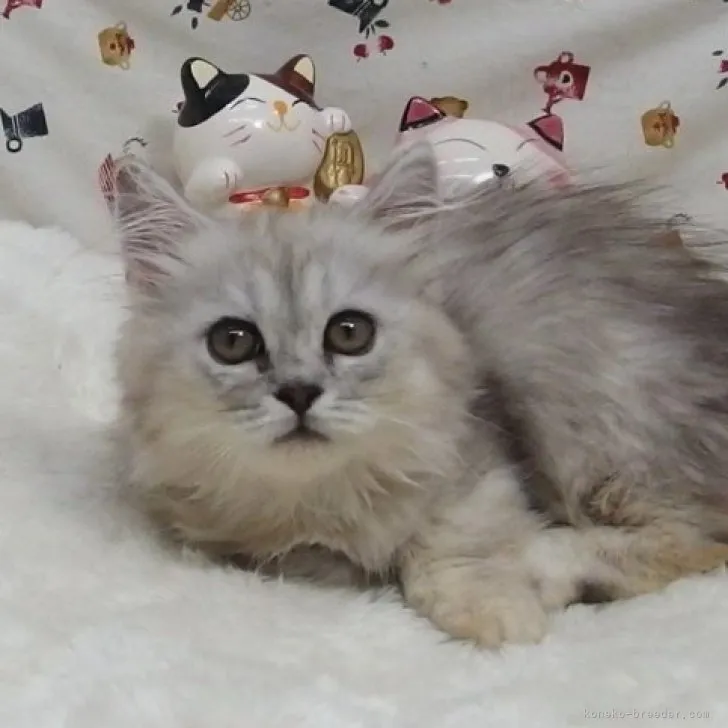 ID：2307-03082の子猫