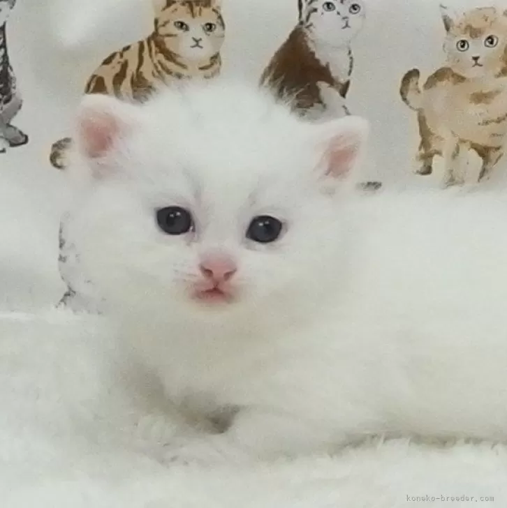 ID:2411-01553の子猫
