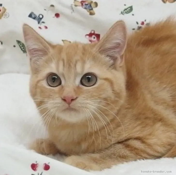 ID：2308-02228の子猫