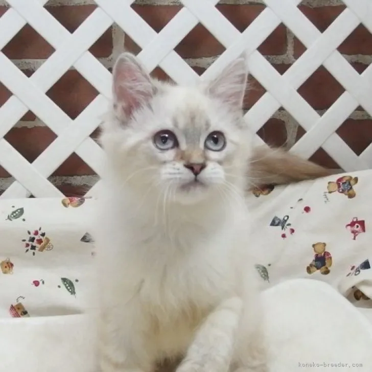 ID：2308-00787の子猫