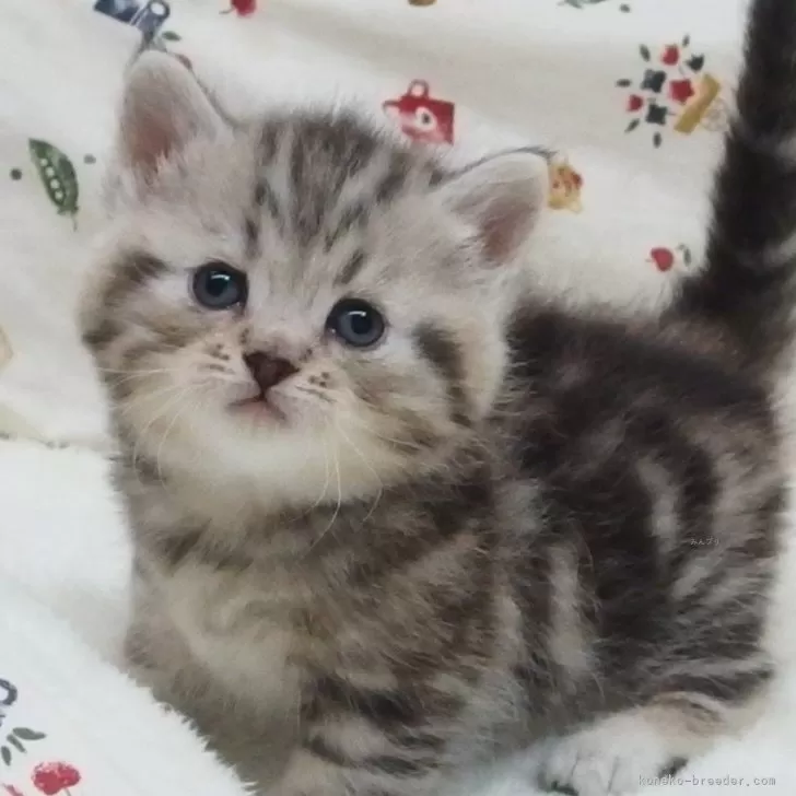 みーたんたん 様のお迎えした子猫