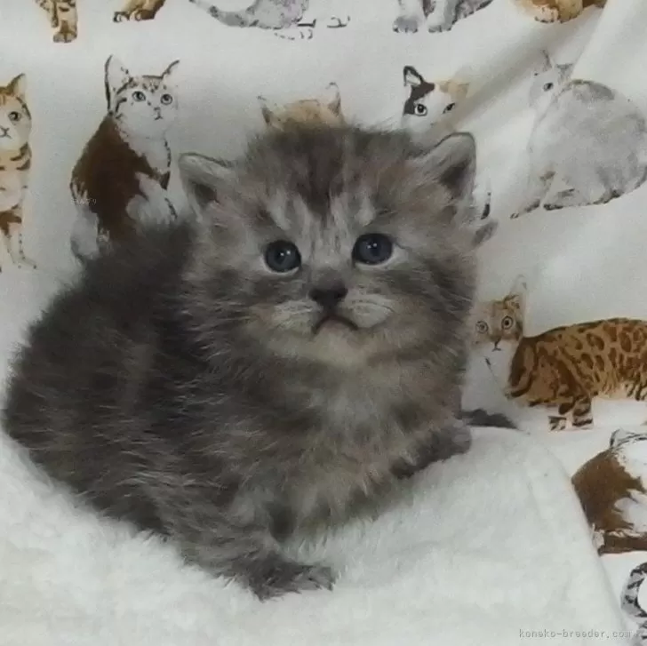 ID:2411-01551の子猫