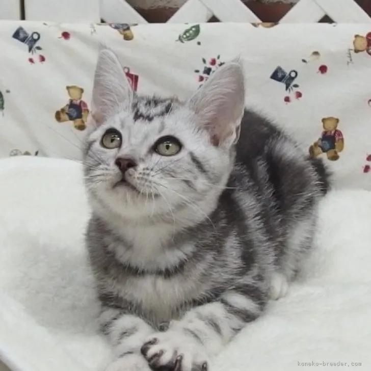 ID:2308-01023の子猫