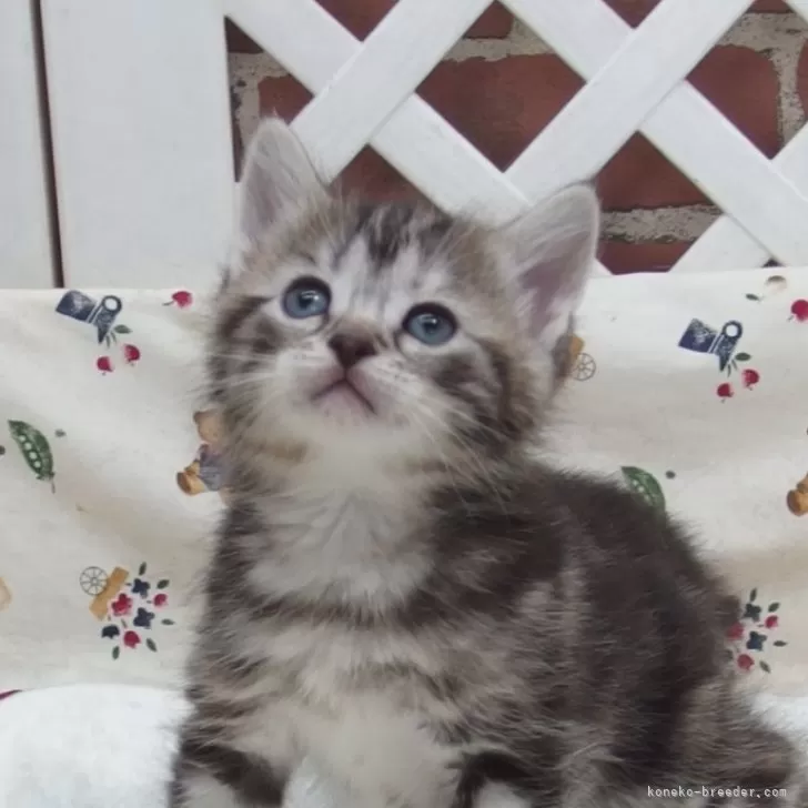 ID：2405-00784の子猫