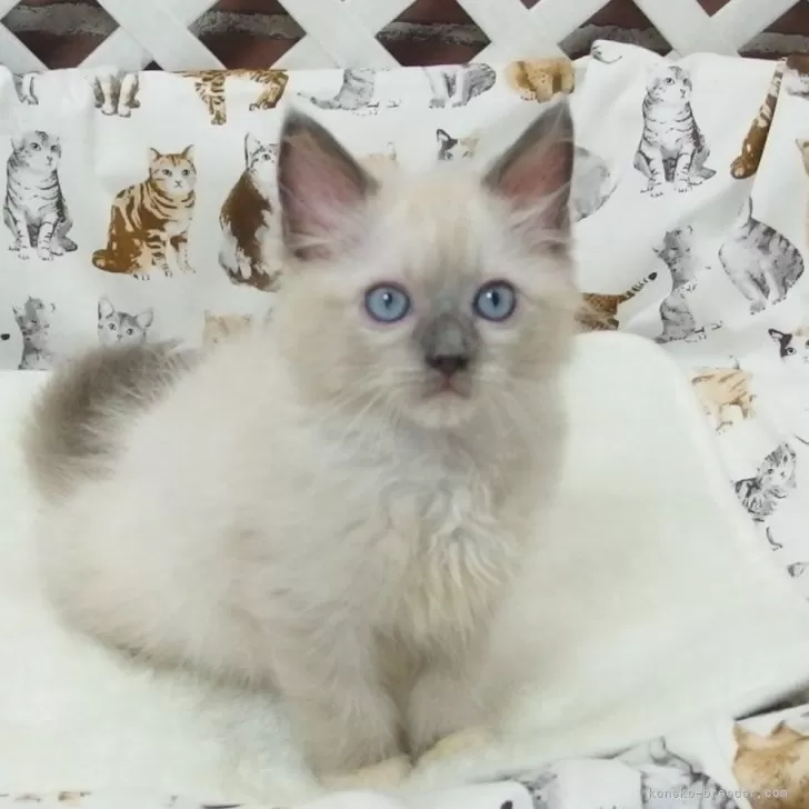 ひろし 様のお迎えした子猫