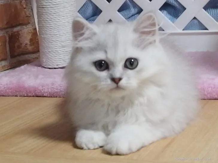 ID:1906-01376の子猫