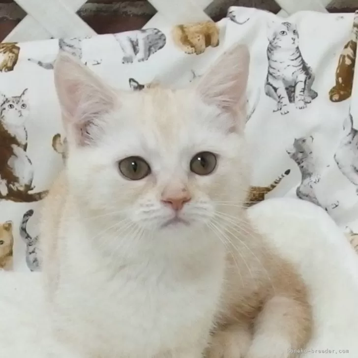 ID:2408-03077の子猫