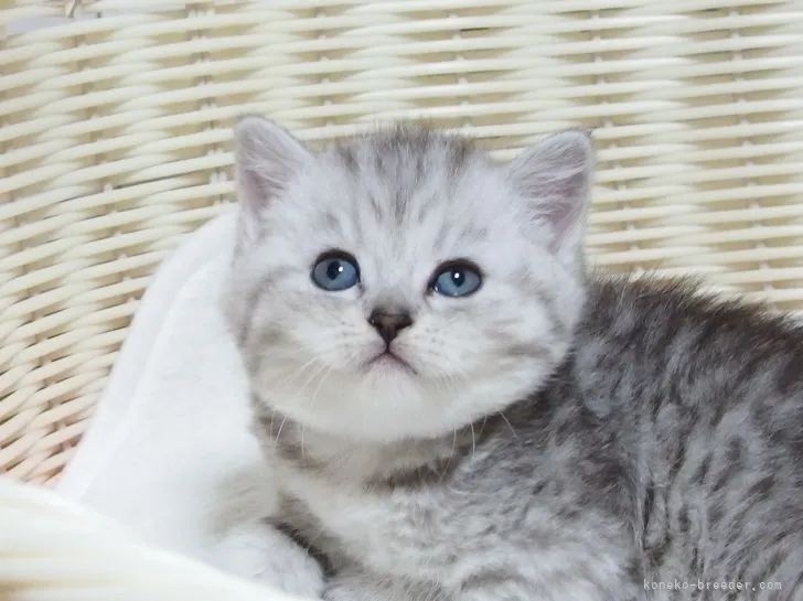 ID：2104-02432の子猫