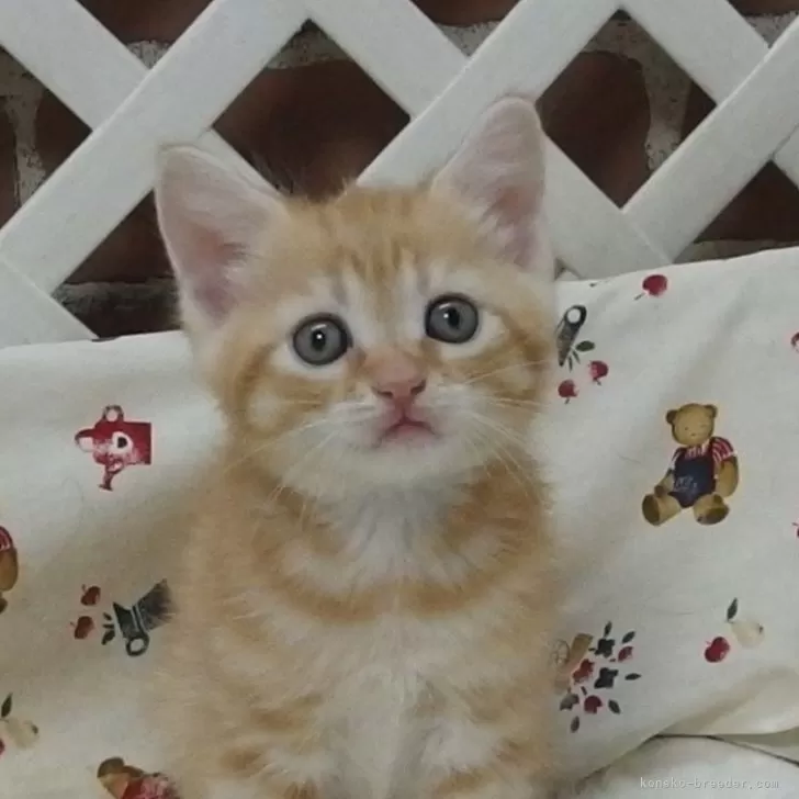 ID：2407-01471の子猫