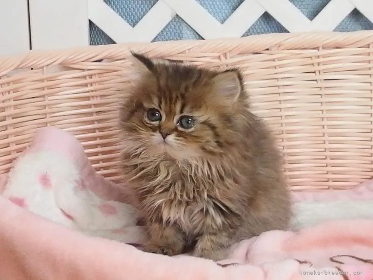 ID:1902-00783の子猫