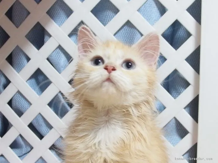 マカロニ 様のお迎えした子猫