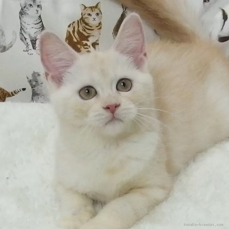 ID：2407-00069の子猫