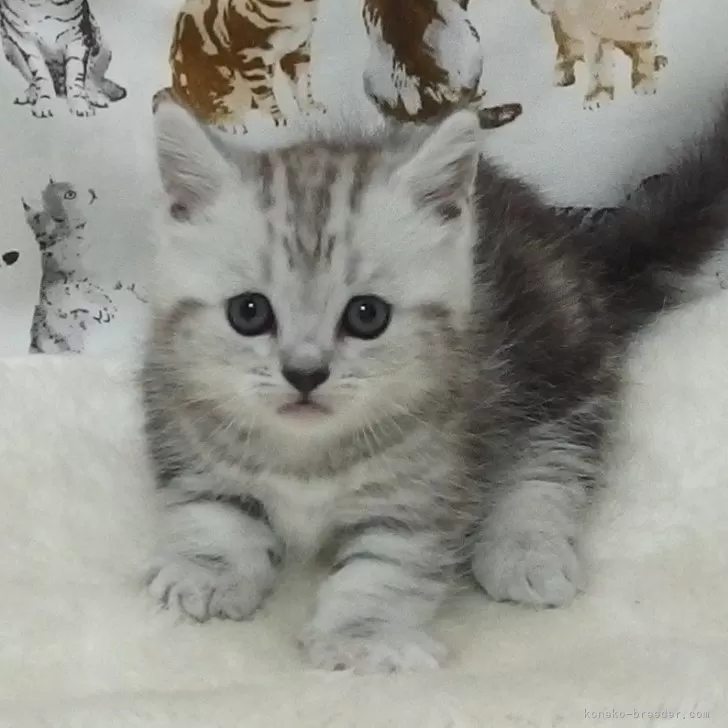 ID:2409-00578の子猫