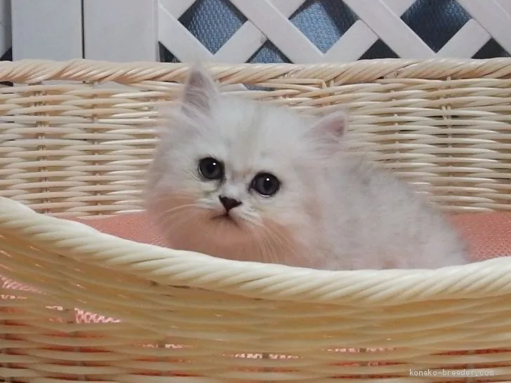 ID：1907-01571の子猫