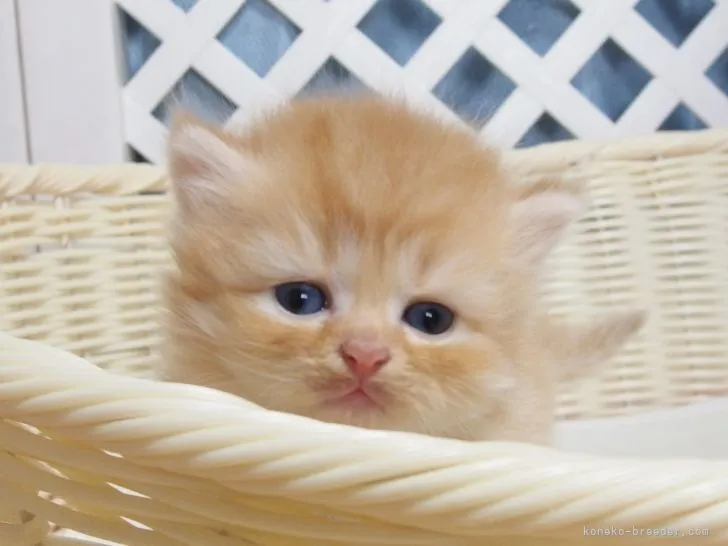 ID：2107-01869の子猫