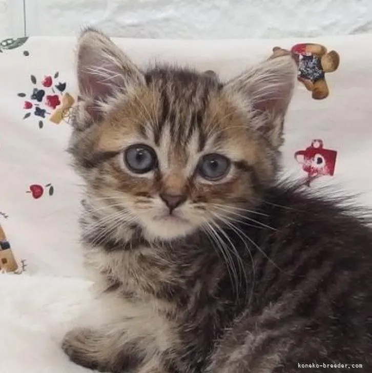 ID：2208-00607の子猫