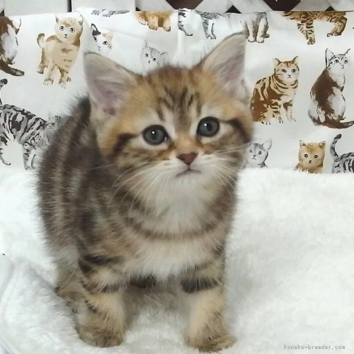 ID：2411-01558の子猫