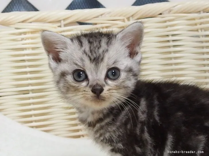 ID：2104-01316の子猫