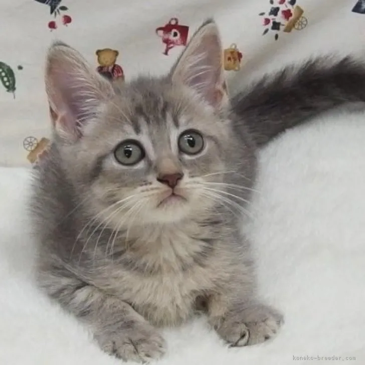 ID:2308-01512の子猫