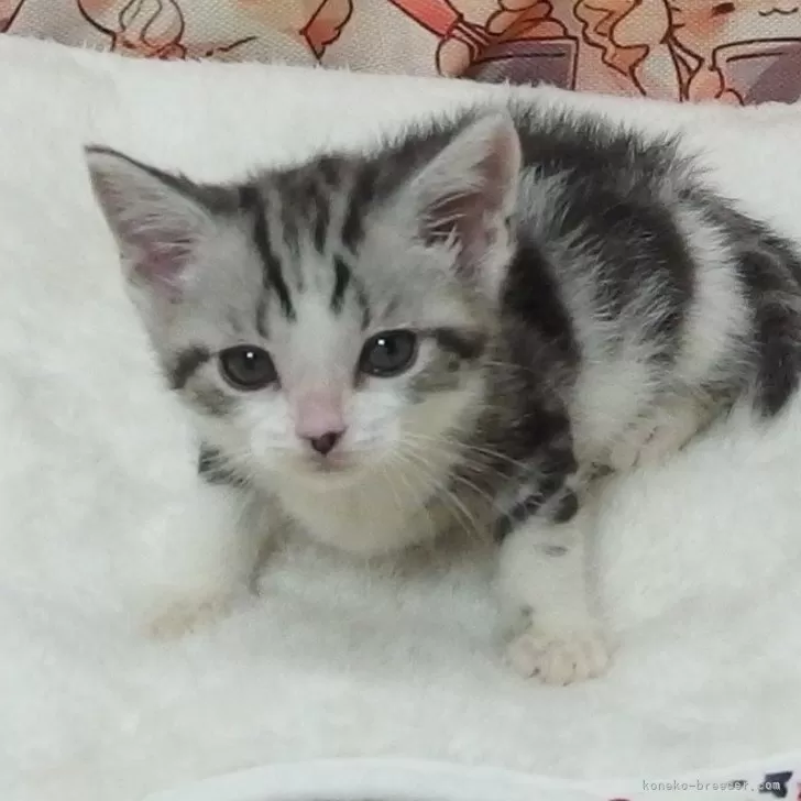 kyo 様のお迎えした子猫
