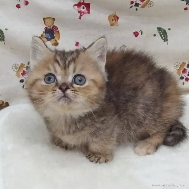 カトちゃん 様のお迎えした子猫