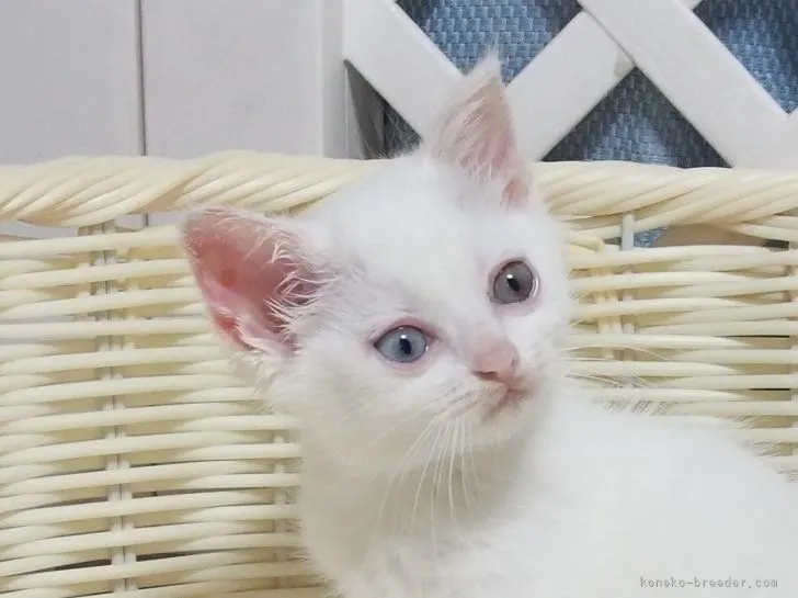 ID:2107-00367の子猫