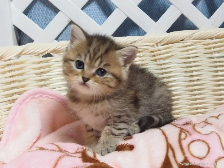 ゆうすぽ 様のお迎えした子猫