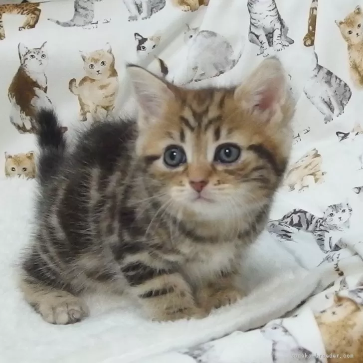 ID:2411-01560の子猫