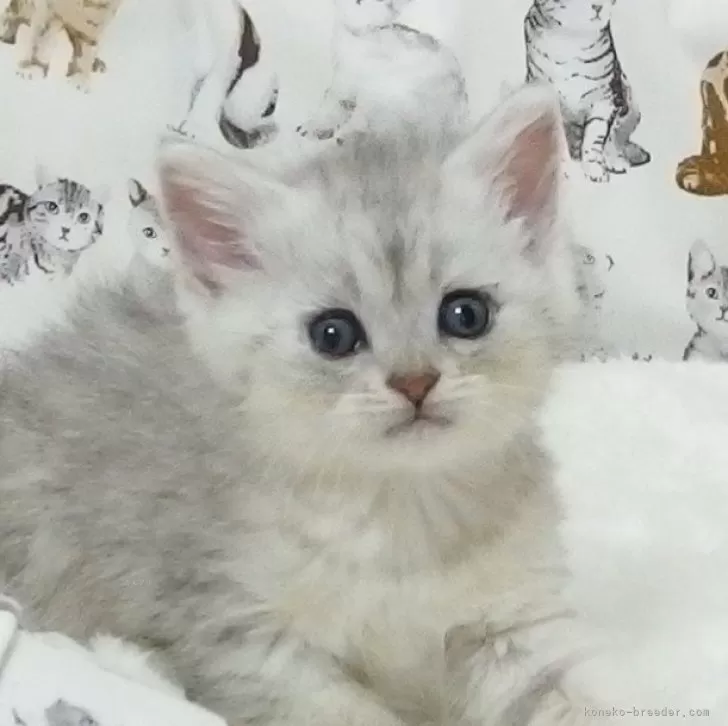 ID:2409-01955の子猫