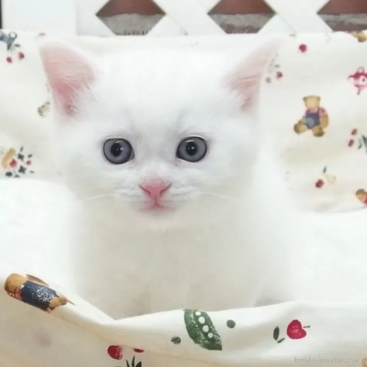 ID:2405-00073の子猫