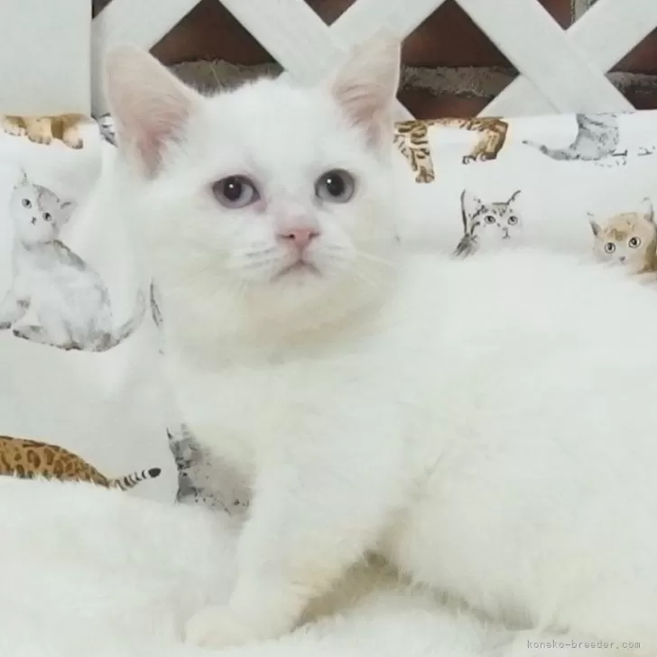 ID:2409-02676の子猫