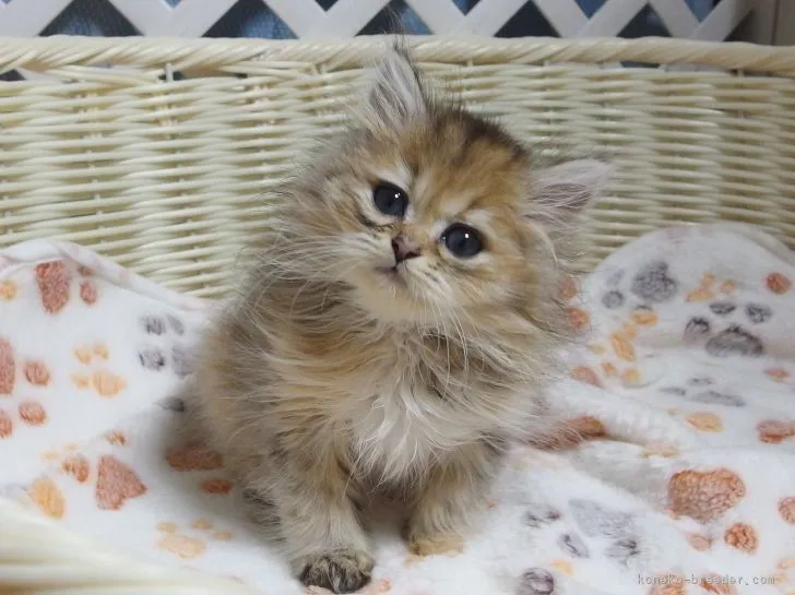 でこ 様のお迎えした子猫