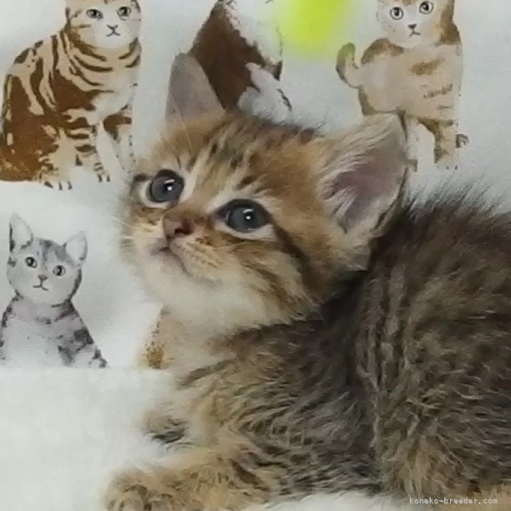 ID：2409-00583の子猫