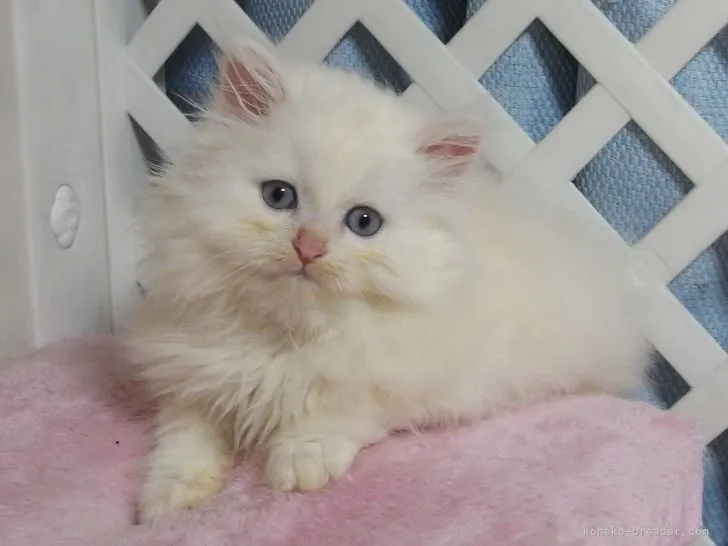 ID:2111-00895の子猫