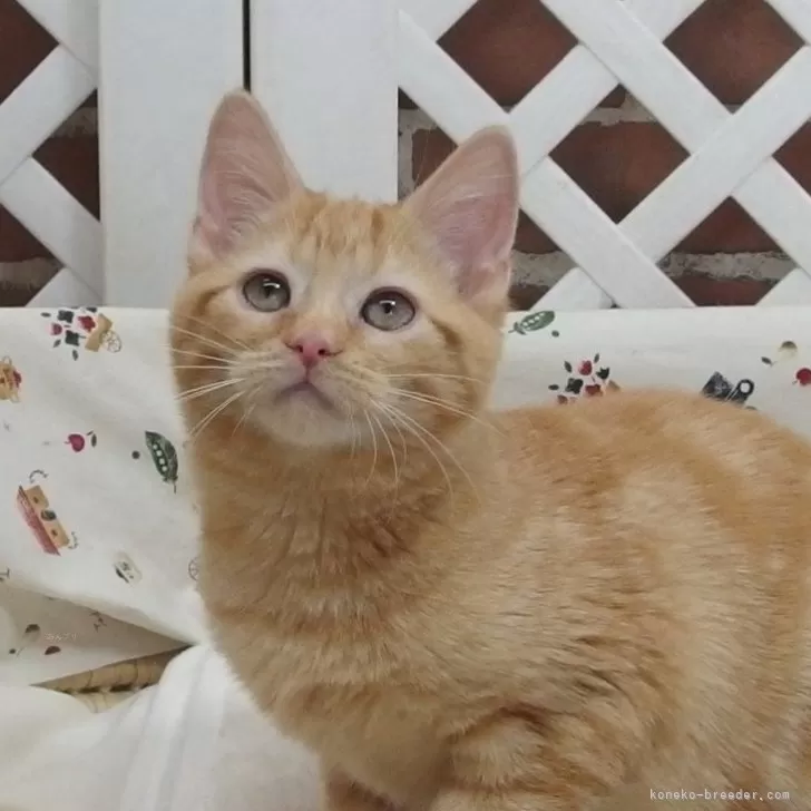 ID:2311-01291の子猫
