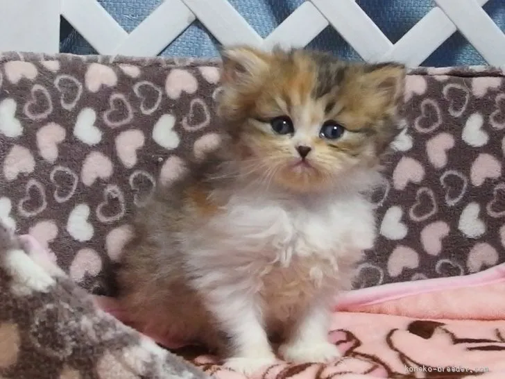 ID：1912-00470の子猫