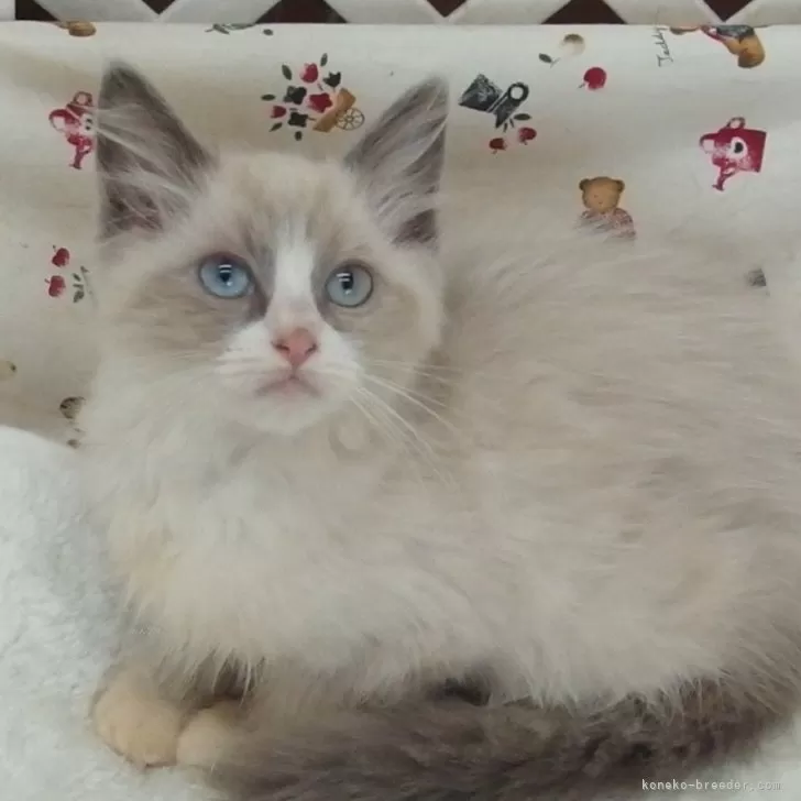 s-n-j 様のお迎えした子猫