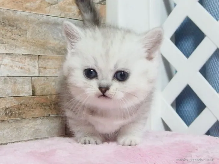 とも 様のお迎えした子猫