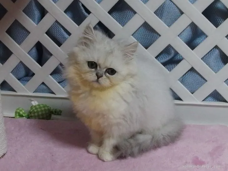 ID:1910-00104の子猫