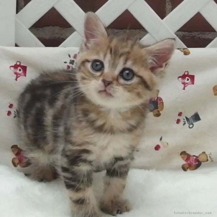 C.A 様のお迎えした子猫