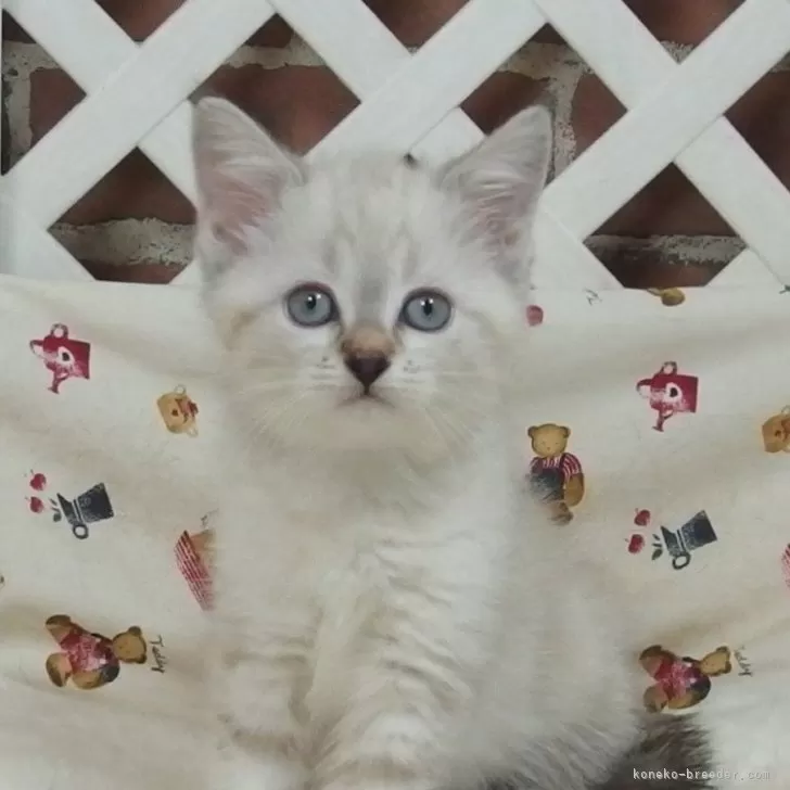 ID:2405-03287の子猫