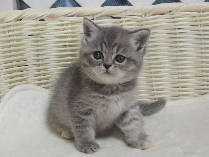ID：2111-00184の子猫