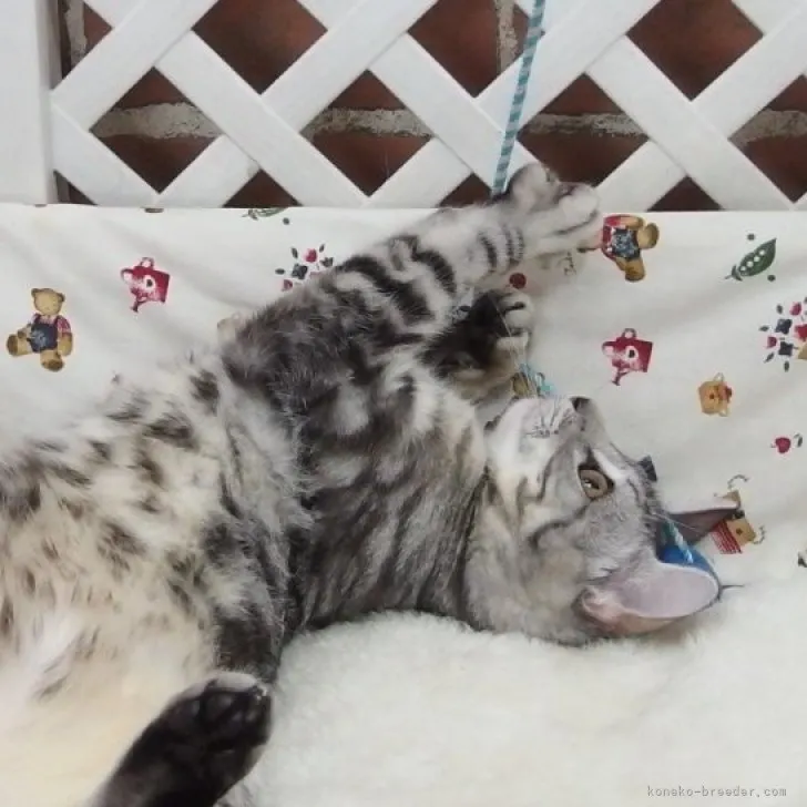 ID:2306-00175の子猫