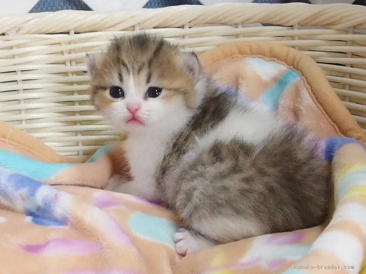 ID:2005-01726の子猫