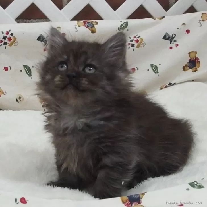 ID：2402-01383の子猫